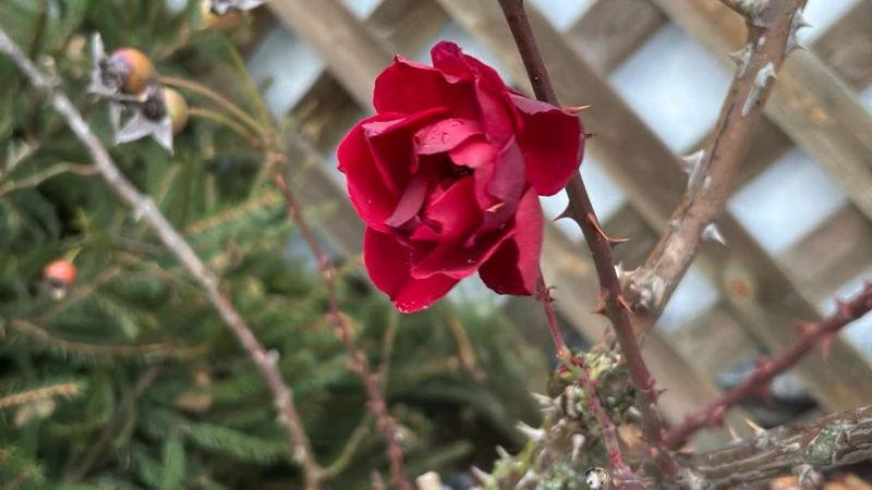 Зимнее цветение роз замечено в Беларуси