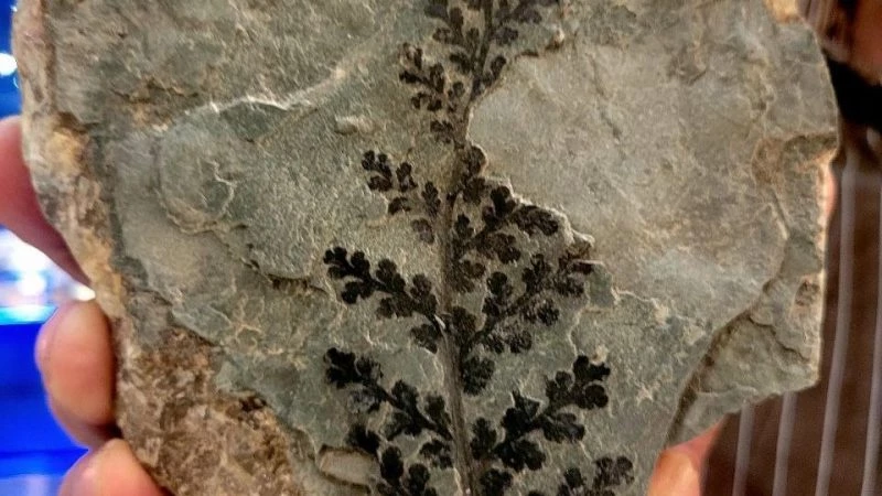 Древний папоротник обнаружен в шахте «Беларуськалия»