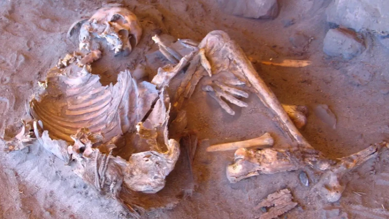 Древняя ДНК из Зелёной Сахары раскрывает тайны человечества