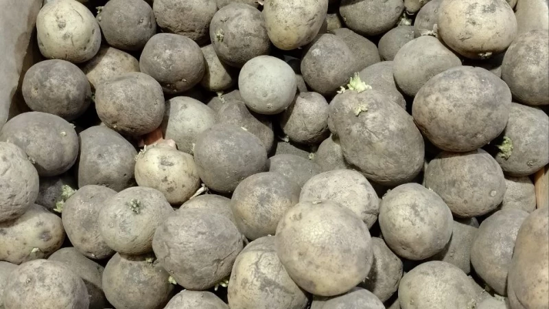 В Беларуси пропал картофель. «Картофельному бунту» быть?